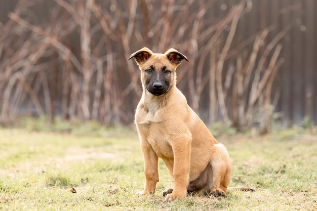 Perro de pastor belga Malinois Cachorros de perro de trabajo Perro de perrera Perros pequeños y lindos jugando al aire libre