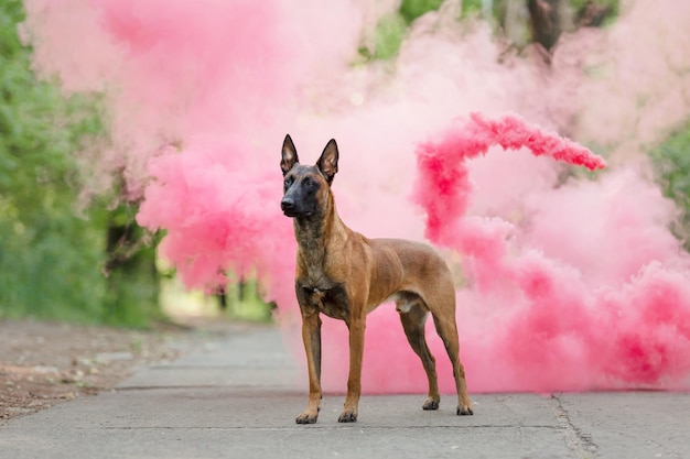 Perro Pastor Belga Malinois perro sobre un fondo de humo rosa