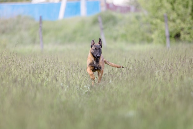 Perro Pastor Belga Perro Malinois