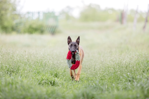 Perro Pastor Belga Perro Malinois