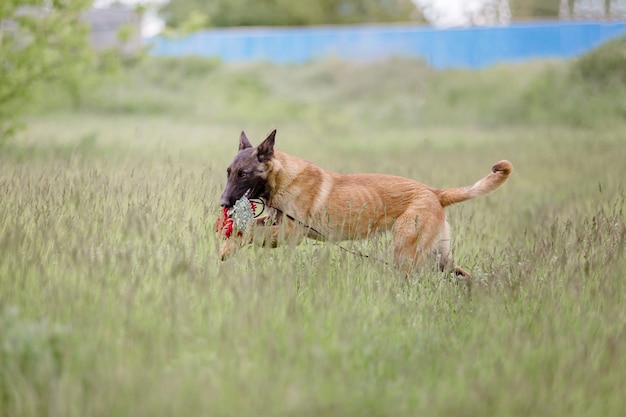 Perro Pastor Belga Perro Malinois