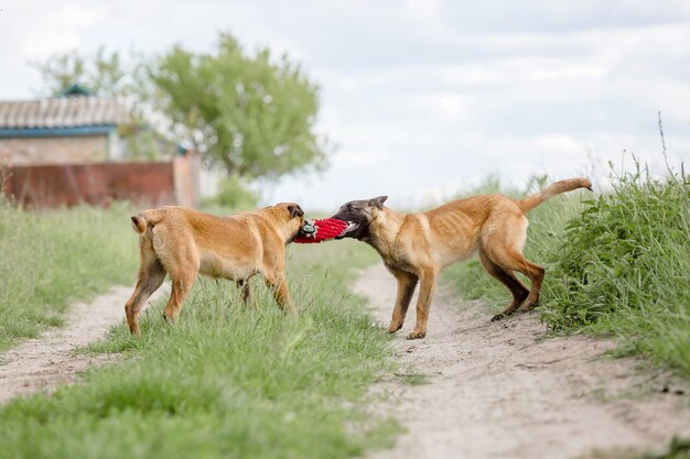 Perro Pastor Belga Perro Malinois