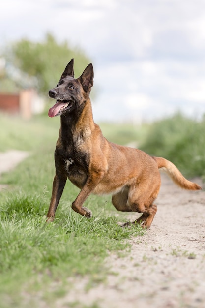 Perro Pastor Belga Perro Malinois