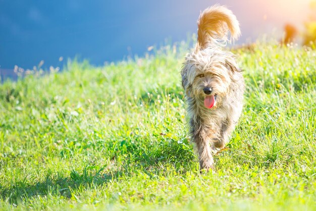 Perro pastor bergamasco en el prado