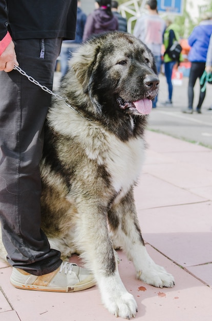 Perro Pastor Caucásico a pasear por el parque en otoño