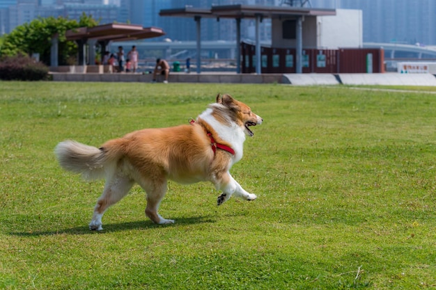 Perro pastor corre sobre césped verde