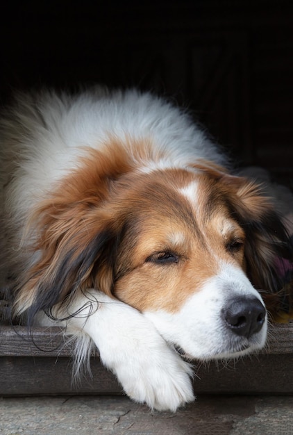 Perro pastor descansando en la vista de primer plano de la caseta de perro