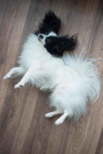 Perro pastor divertido en un piso de madera oscura Mariposa de perro Papillon