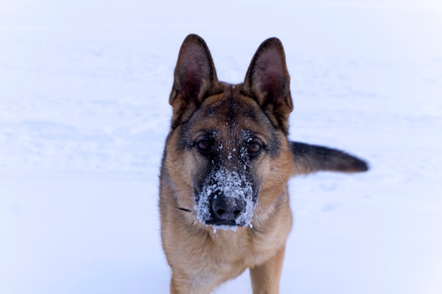 Perro Pastor de Europa Oriental con nariz cubierta de nieve mirando a la cámara en primer plano sobre un fondo de nieve