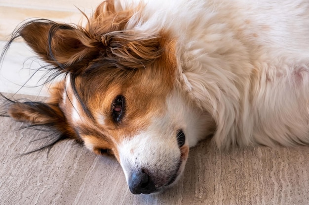 Perro pastor griego color blanco con cabeza marrón tendido casa mascota descansando en el suelo