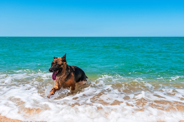 Perro pastor nada en el mar