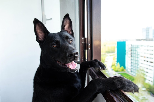 Perro pastor negro pensativo en el balcón durante el día