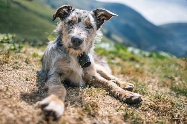 Un perro pastor de pastos de montaña en los Alpes italianos