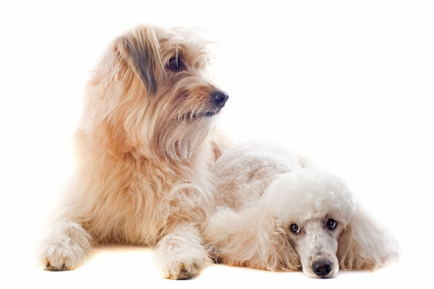 Perro pastor pirenaico y caniche en blanco