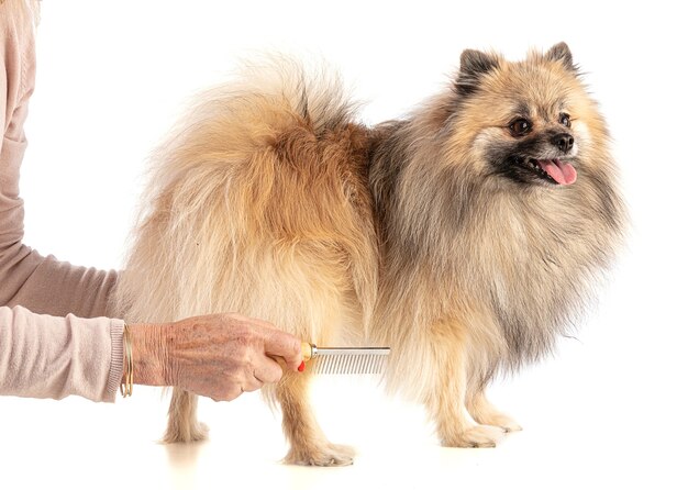 Perro pastor de Pomerania marrón cepillado sobre fondo blanco.