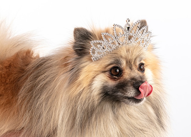 Perro pastor de Pomerania marrón con una corona de princesa en una habitación blanca