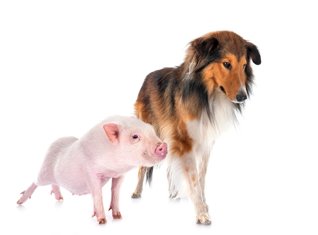 Foto perro pastor de shetland y cerdo en el estudio