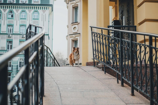 Perro pastor de Shetland en la ciudad