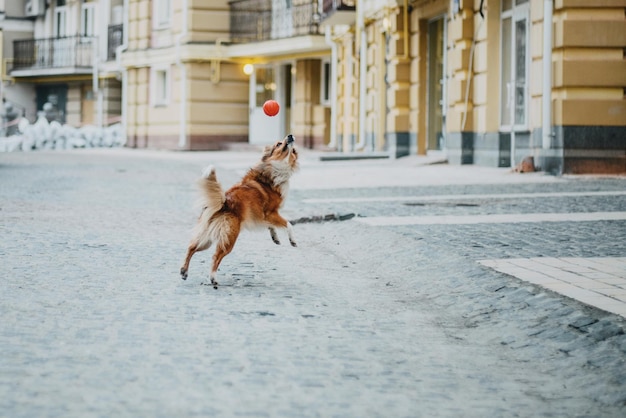 Perro pastor de Shetland en la ciudad