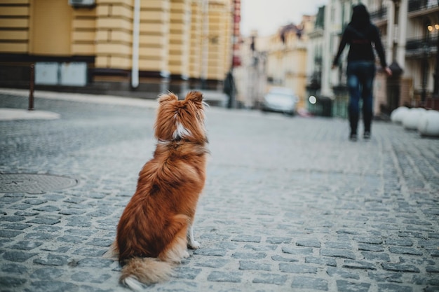 Perro pastor de Shetland en la ciudad