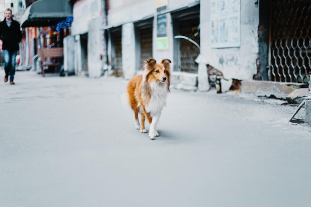 Perro pastor de Shetland en la ciudad