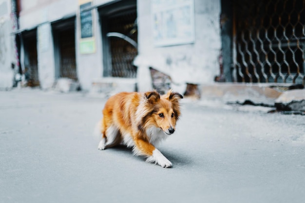 Perro pastor de Shetland en la ciudad