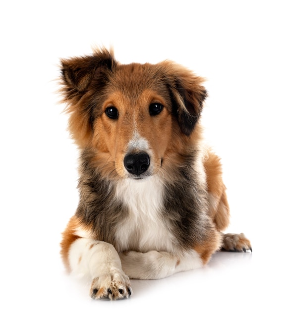 Perro pastor de Shetland delante de un fondo blanco