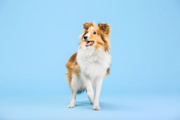 Perro pastor de Shetland en el estudio fotográfico sobre el fondo azul.