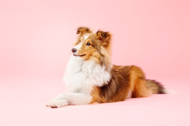 Perro pastor de Shetland en el estudio fotográfico sobre fondo rosa