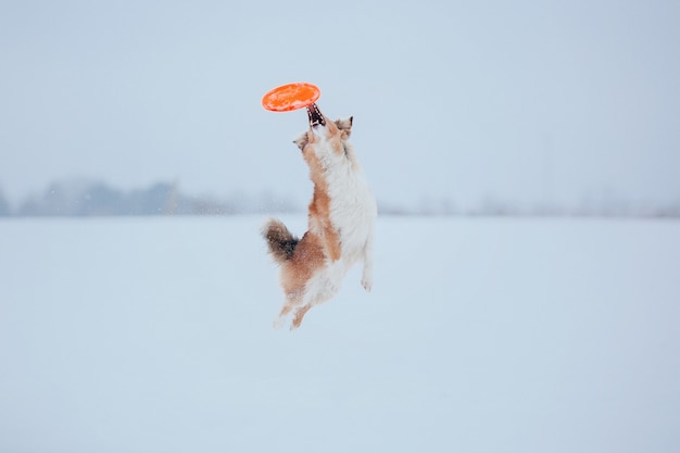 Perro pastor de Shetland jugando en la nieve