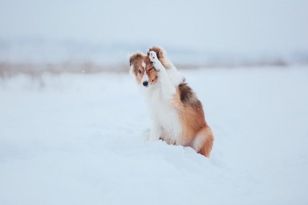 Perro pastor de Shetland jugando en la nieve