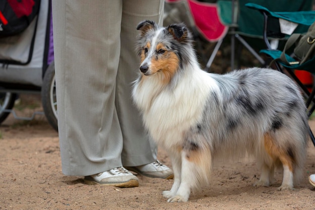 El perro pastor de Shetland, a menudo conocido como Sheltie, en la exposición canina. ...