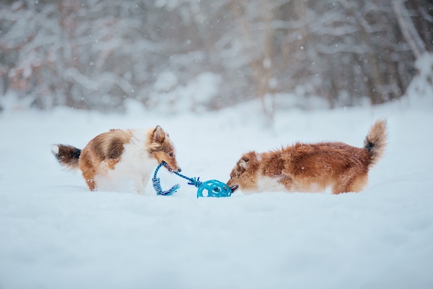 Perro pastor de Shetland en la nieve Perros en invierno Perros jugando en la nieve