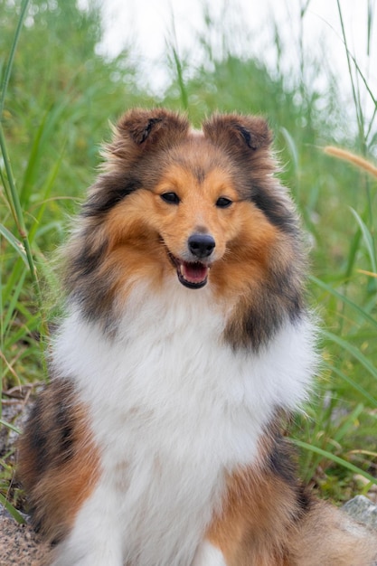 Foto perro pastor shetland sable rojo esponjoso