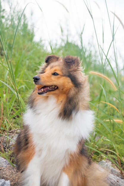 Foto perro pastor shetland sable rojo esponjoso