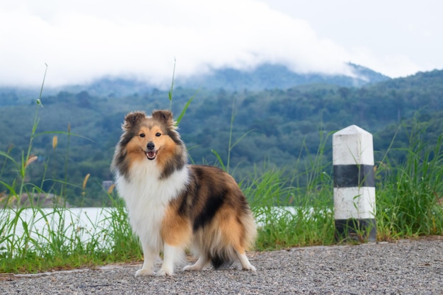 Foto perro pastor shetland sable rojo esponjoso