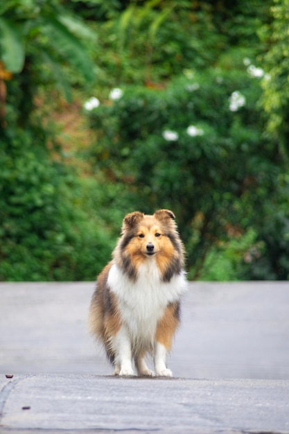 Foto perro pastor shetland sable rojo esponjoso