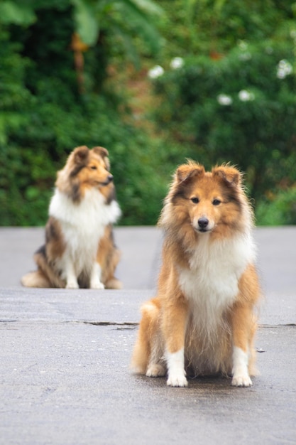 Perro pastor shetland sable rojo esponjoso