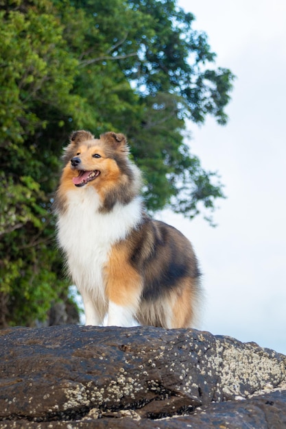 Foto perro pastor shetland sable rojo esponjoso