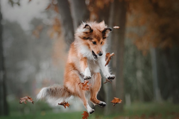 Perro pastor de Shetland saltando y atrapando las hojas de otoño que caen en el parque