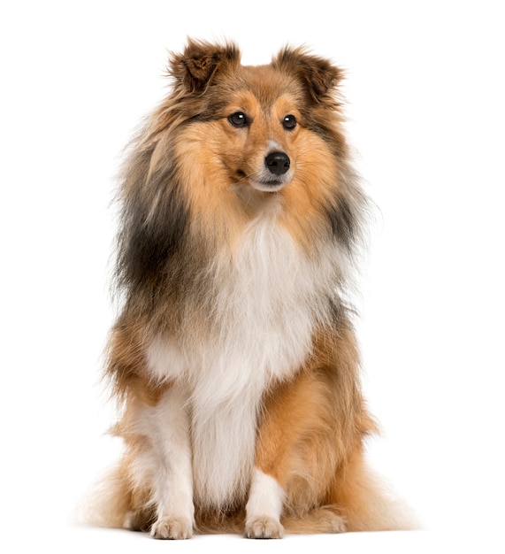 Perro pastor de Shetland sentado frente a una pared blanca