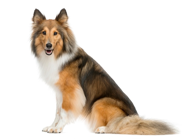 Perro pastor de Shetland sentado frente a una pared blanca