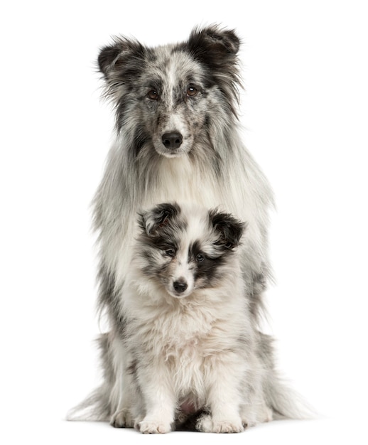 Perro pastor de Shetland sentado con su cachorro delante de una pared blanca