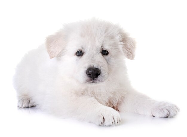 perro de pastor suizo blanco cachorro