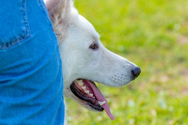 Perro pastor suizo blanco de cerca cerca de su amante durante un paseo por el parque