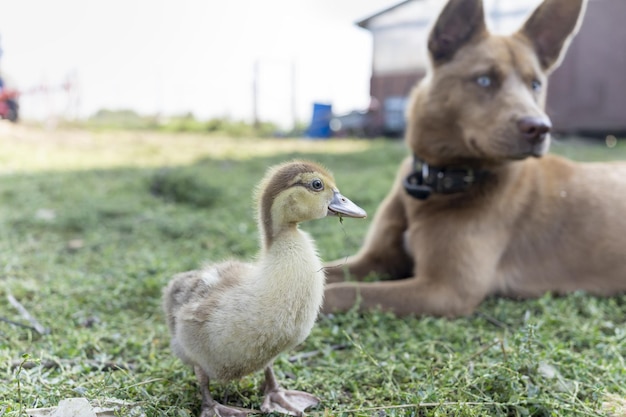 El perro pastor vigila al patito para que no se escape en la veterinaria del área rural de la granja