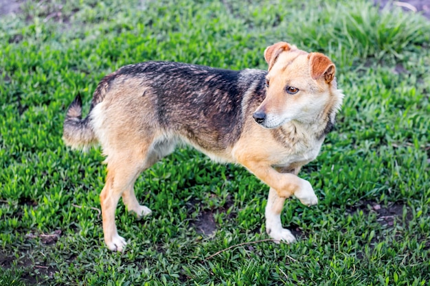 Un perro con una pata rota se para sobre la hierba y mira alrededor de la espalda_