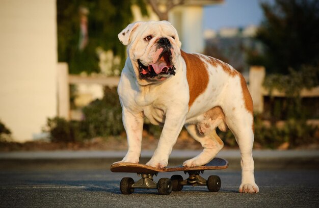 Foto perro en patineta