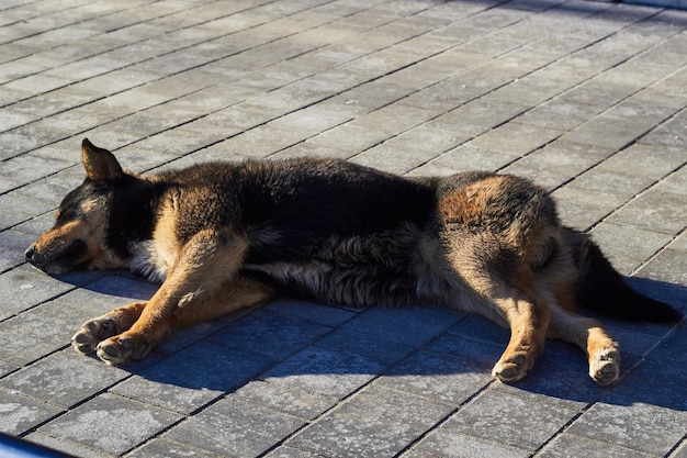 Perro de patio grande sin hogar se encuentra en la calle