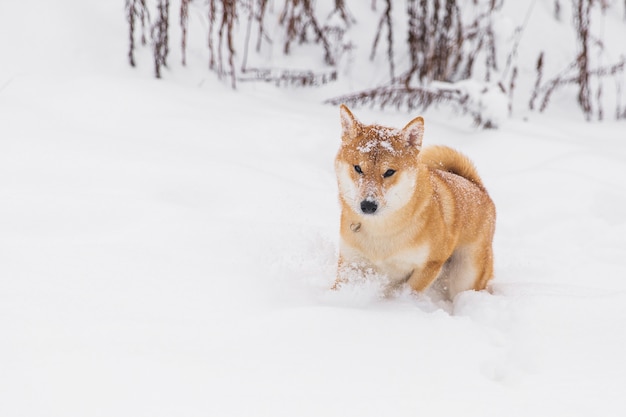 Perro pedigreed de Brown que juega con nieve en un campo. Shiba Inu. Perro hermoso